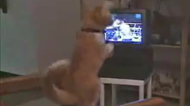 the boxer cat