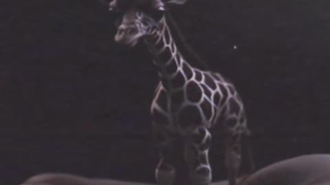 MINIATURE GIRAFFE