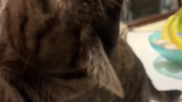 Mad cat