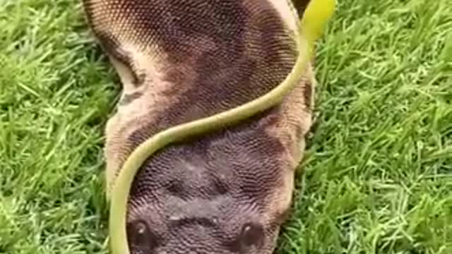 biggest snake in the world