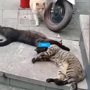 Fanny cat and kittycat video, Fanny Dog video