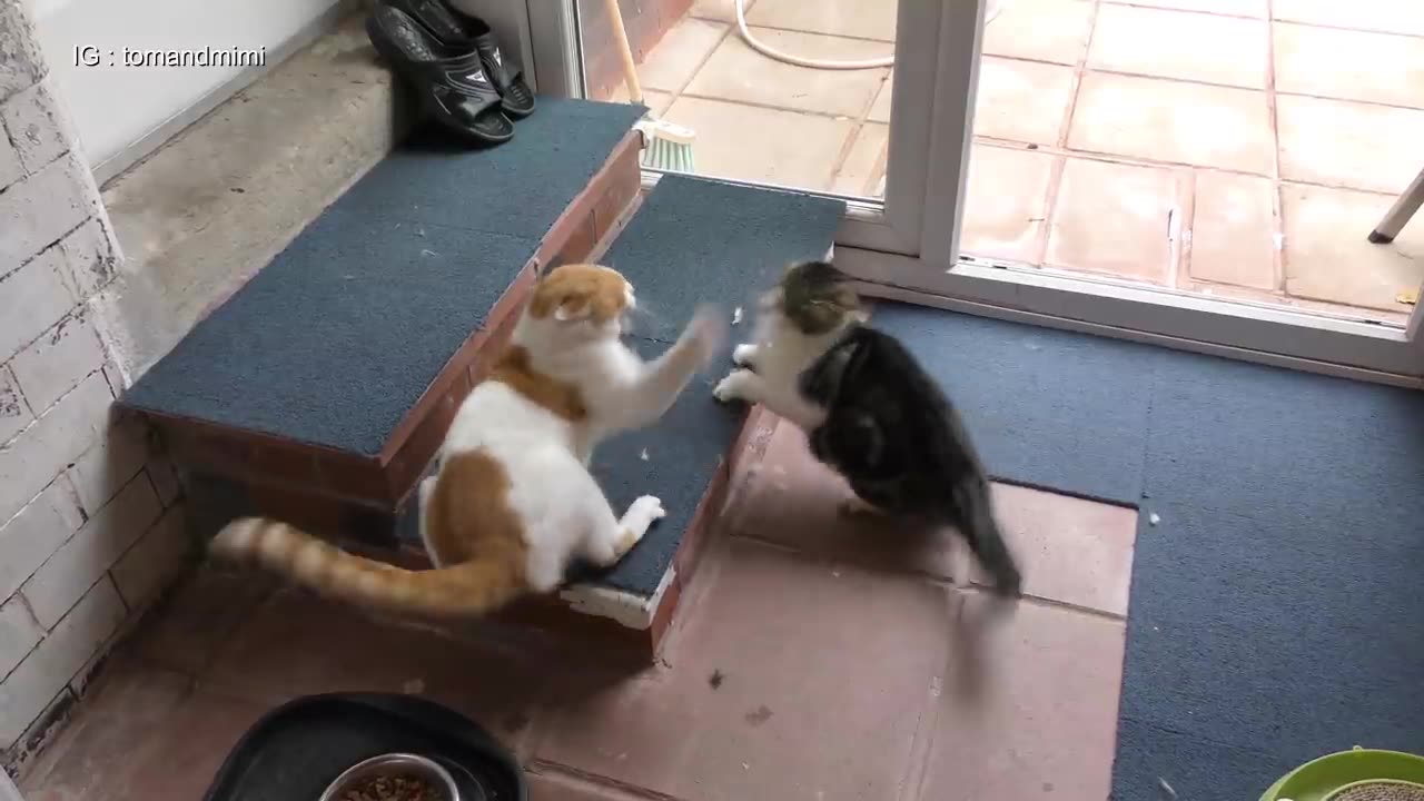 Cat Fight Compilation Video |new cute cat videos