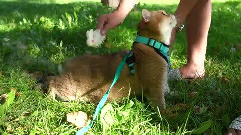 Happy international cats day