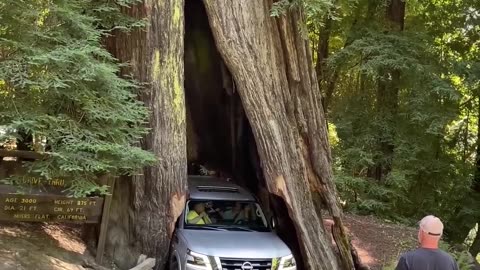 Tree in car