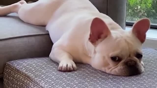 So cute funny dog