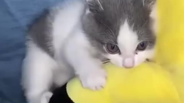 Cat operator