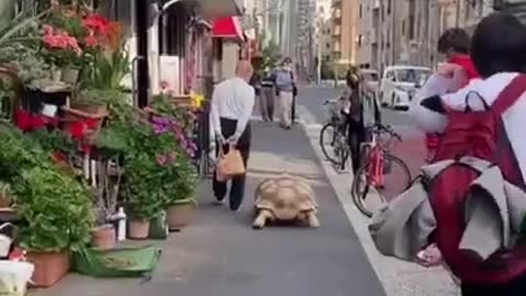 Man Takes His Huge Pet African Tortoise for Walk on Streets of Tokyo in Japan