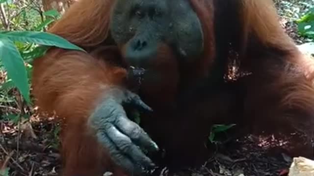 Orangutan Jantan Dewasa Makan Buah Nangka,