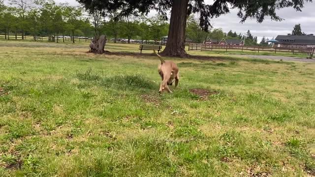 German Shepherd Attacks Pitbull [OFF LEASH DOG PARK]