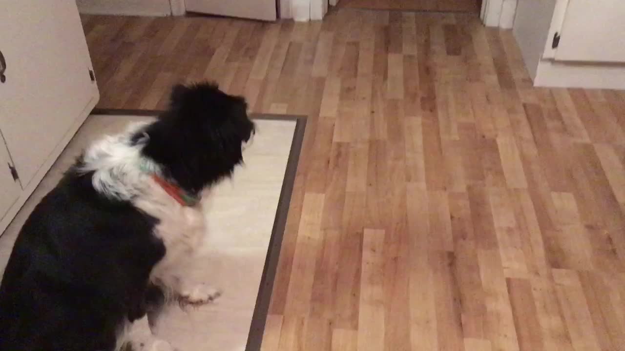 Stubborn dog refuses to eat dinner