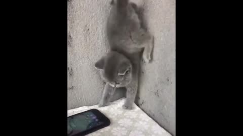 Cats are surprised by everything