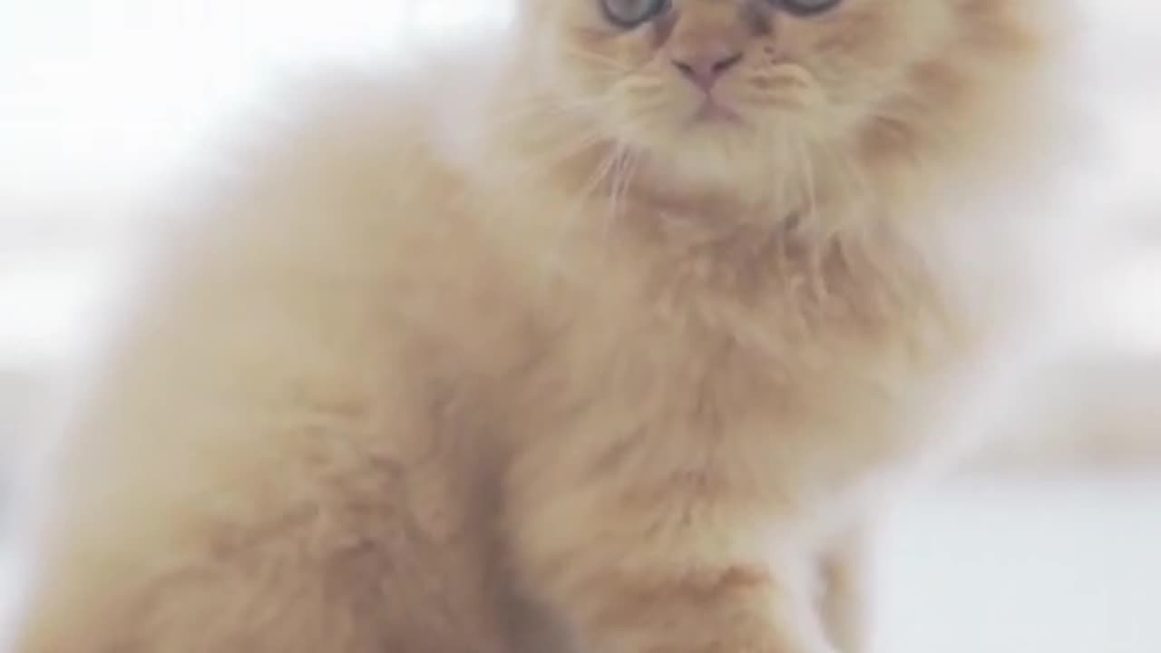 Baby Cats