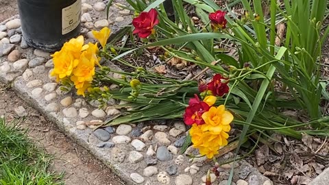 My Iris and Fresia in Bloom