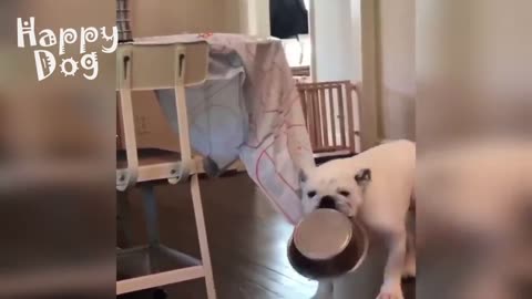 Cute cats and Dogs | Funny video #91