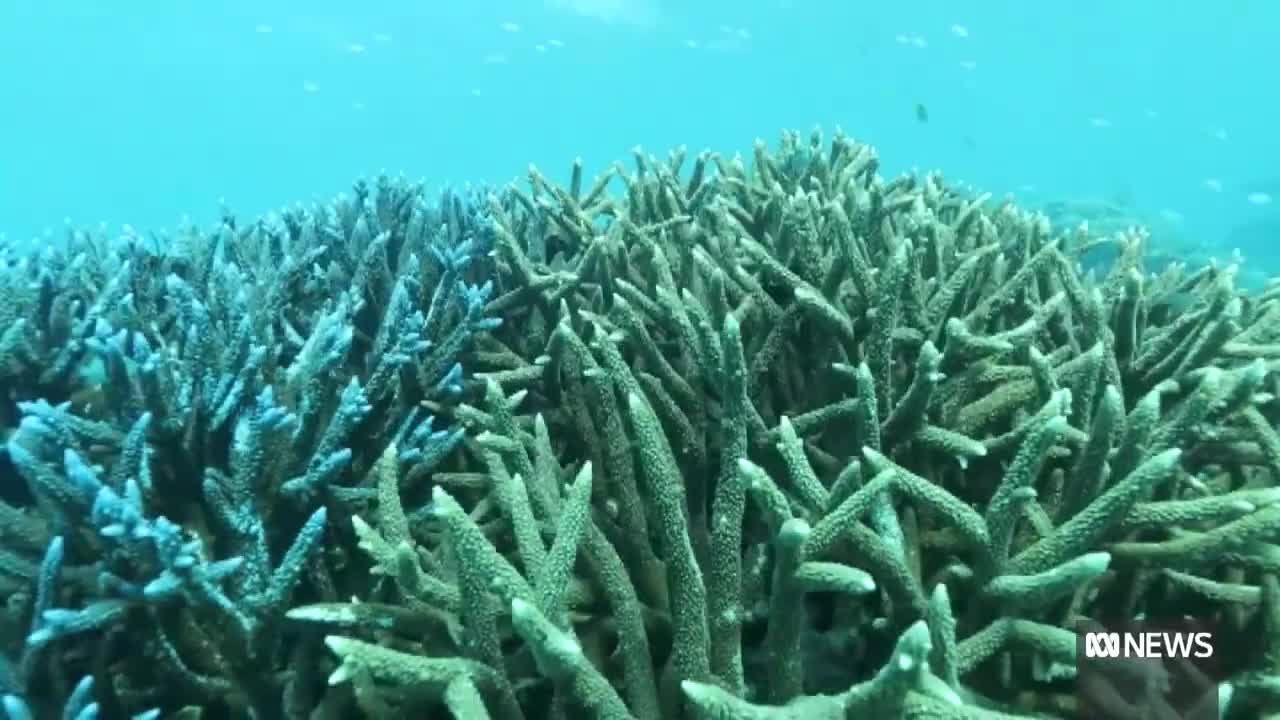 UN wants Reef to be put on heritage 'in danger' list _ ABC News