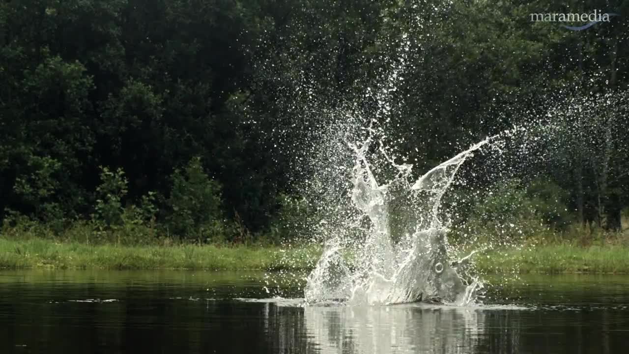 An osprey fishing in spectacular super slow motion | Highlands - Scotland's Wild Heart