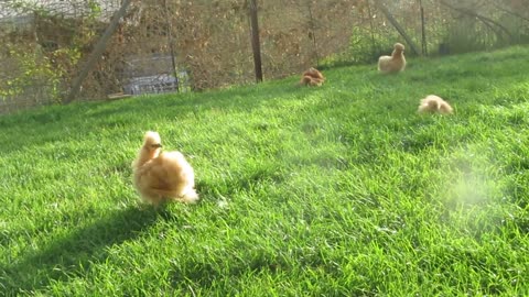 Bluescaled and Valley quail chicks, two months old