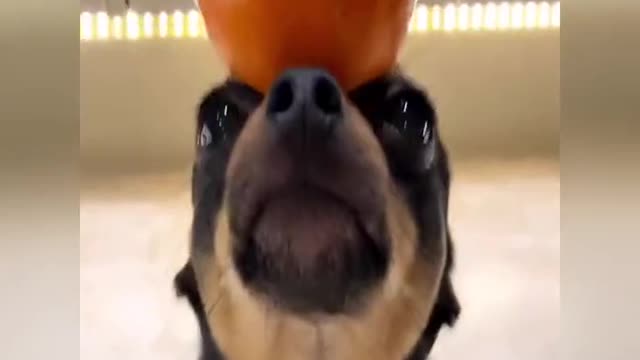 A dog in a fruit hat