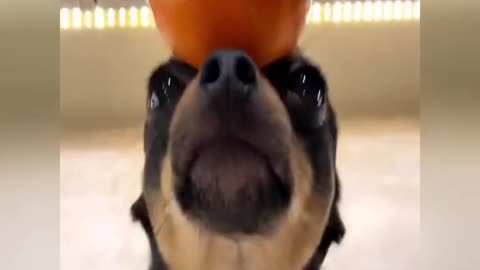 A dog in a fruit hat