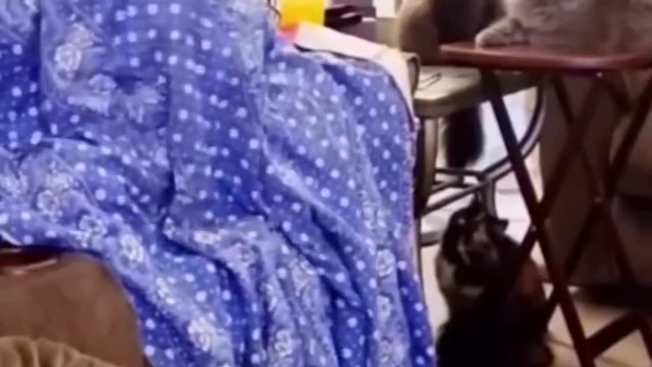 Funny cats and dogs
