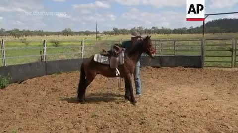 Santuario para caballos salvajes australianos