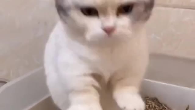 Funny Cat videos