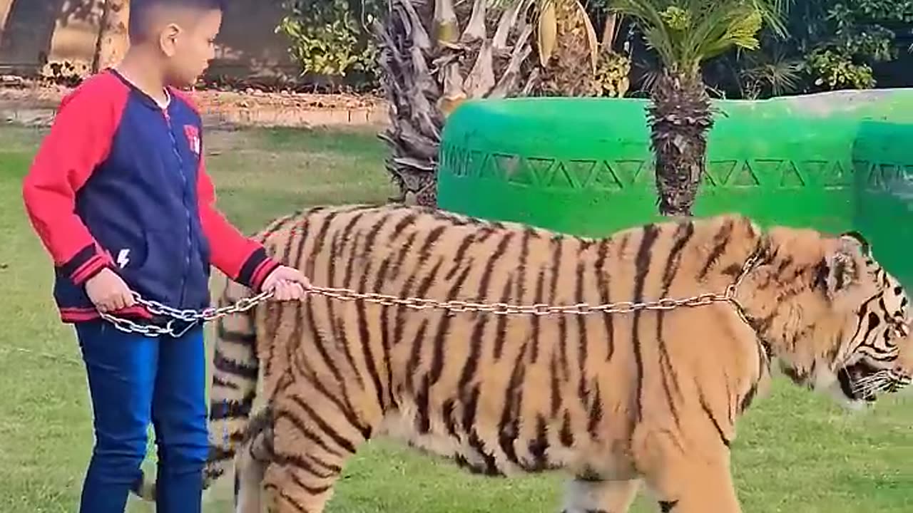 Little Kid With Big Tiger 😲