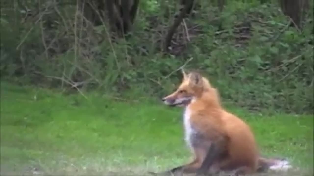 Fox Kits & Mom!