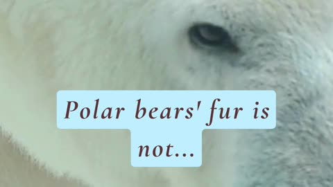 DID YOU KNOW THAT POLAR BEAR FUR IS NOT... 😳🤯