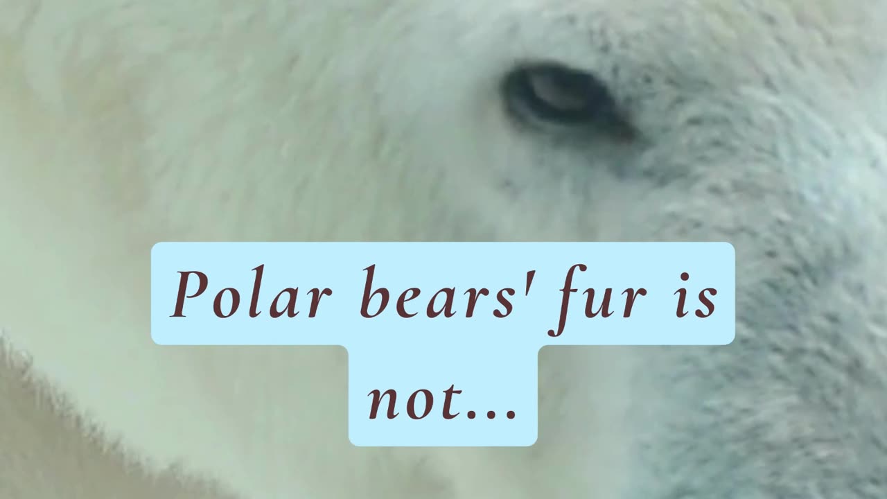 DID YOU KNOW THAT POLAR BEAR FUR IS NOT... 😳🤯