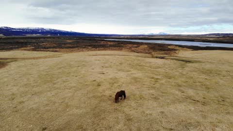 Flying Over Wild Horses