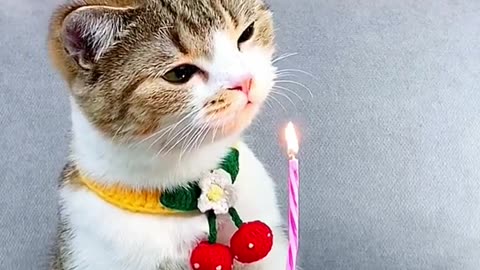 Cat Birthday celebration