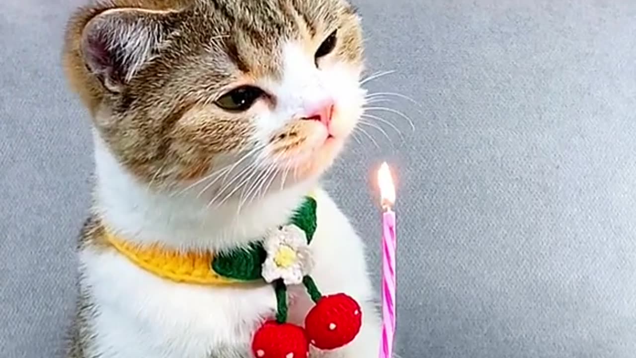 Cat Birthday celebration