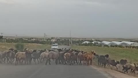 جاده روستایی