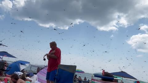 Huge Swarm of Dragonflies Invade Beach