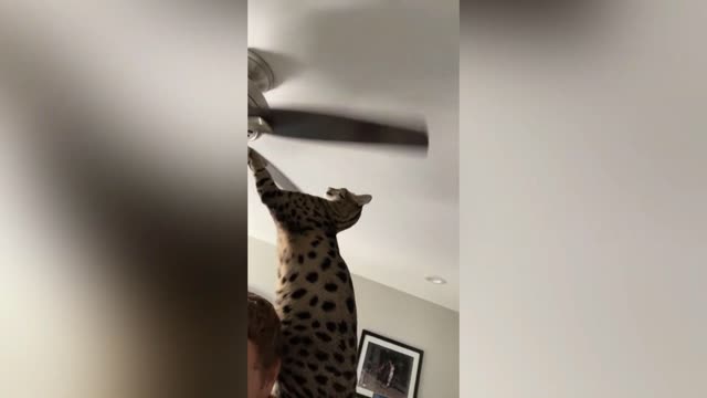 The cat and the fan