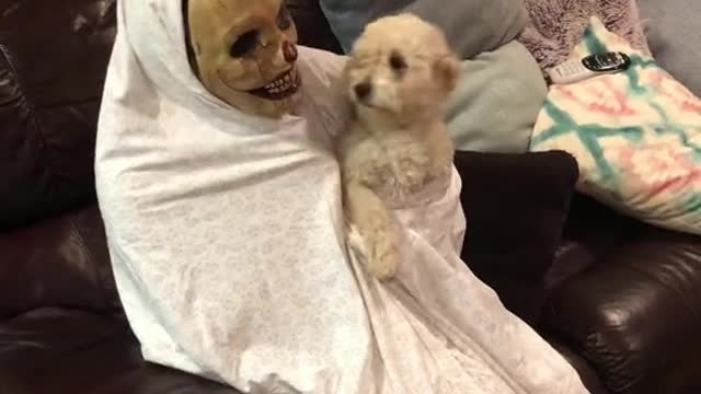 Halloween Prank With My Dog 🤣😂