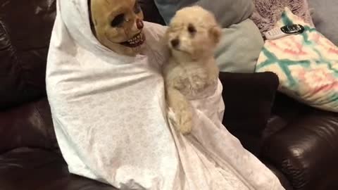 Halloween Prank With My Dog 🤣😂