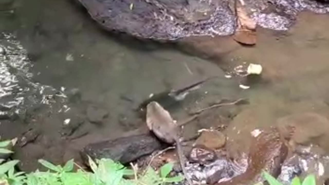 Monkey sweeming like crocodile under water