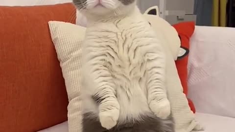 Good cat