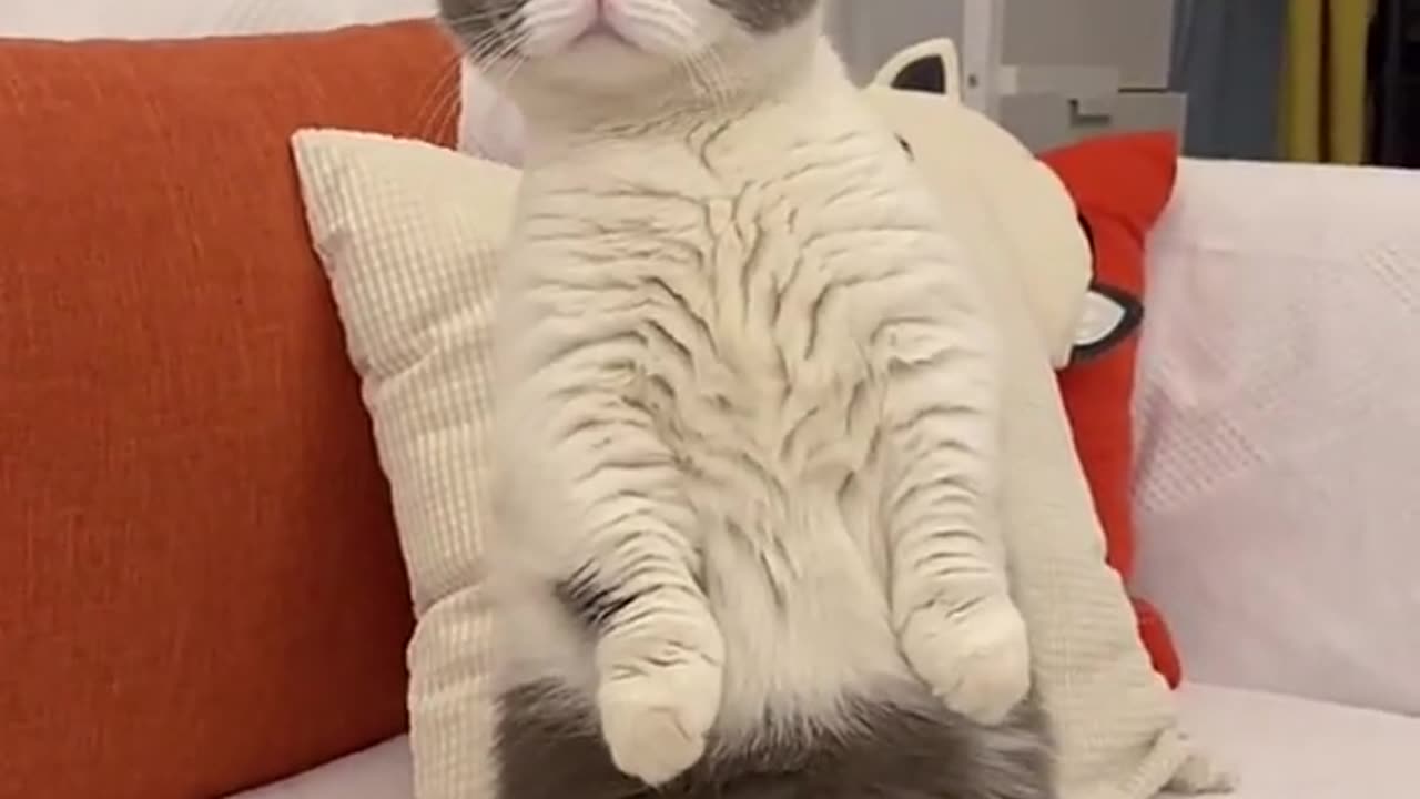 Good cat