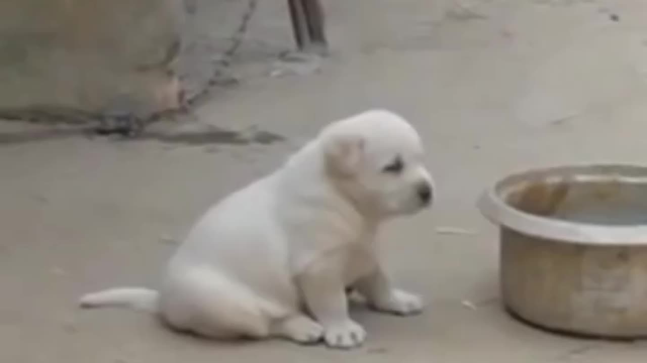 Baby Dog viral funny video 🤣🤣