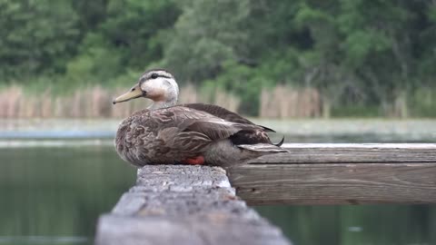 Free Duck on Lake Bridge Stock Video Footage