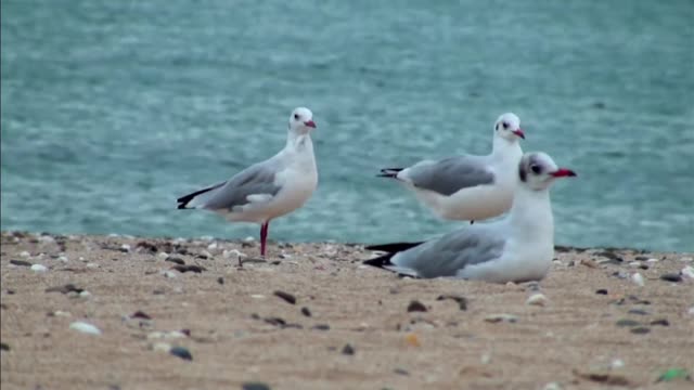 most beautiful seagull bird/seagull bird #Latest Nature Video Full HD