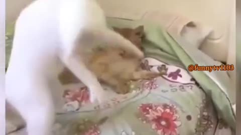 Funny cats 😂😂