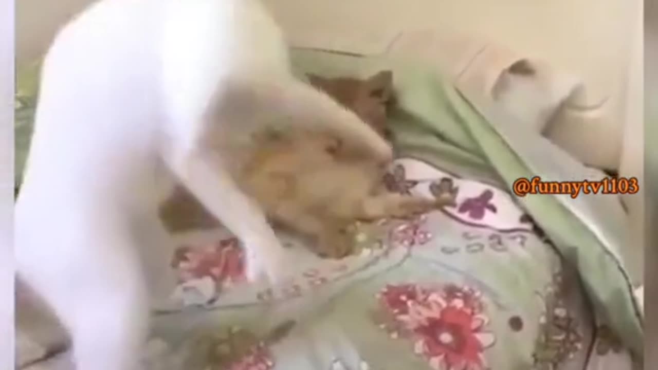 Funny cats 😂😂