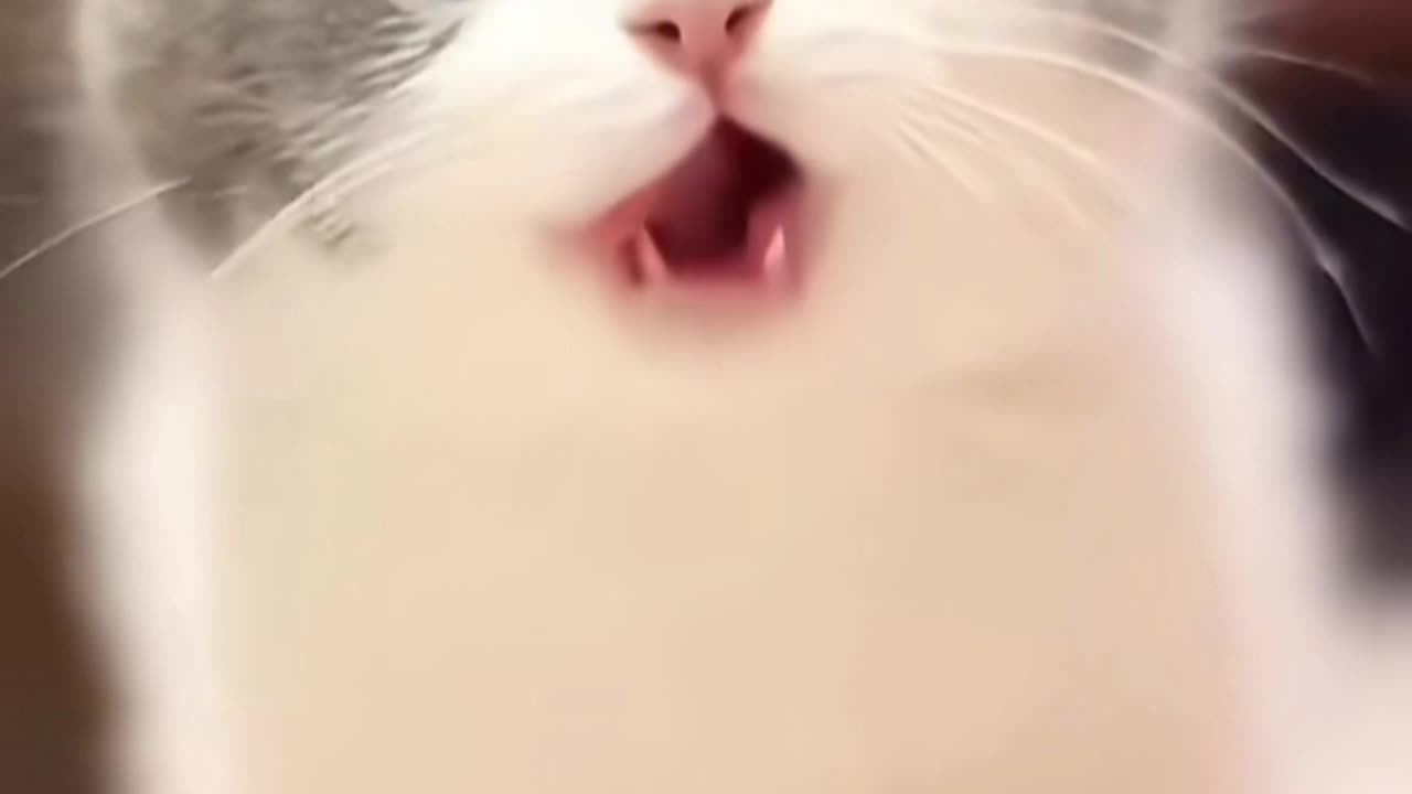 Funny and cute cats