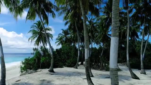Morning Relaxing Music - Positive Feelings and Energy ( CALM)