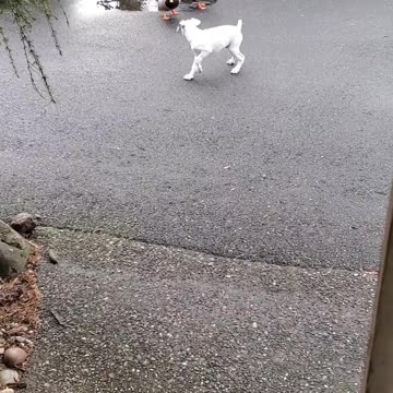 Baby Harvey playing with the Mafia Ducks.
