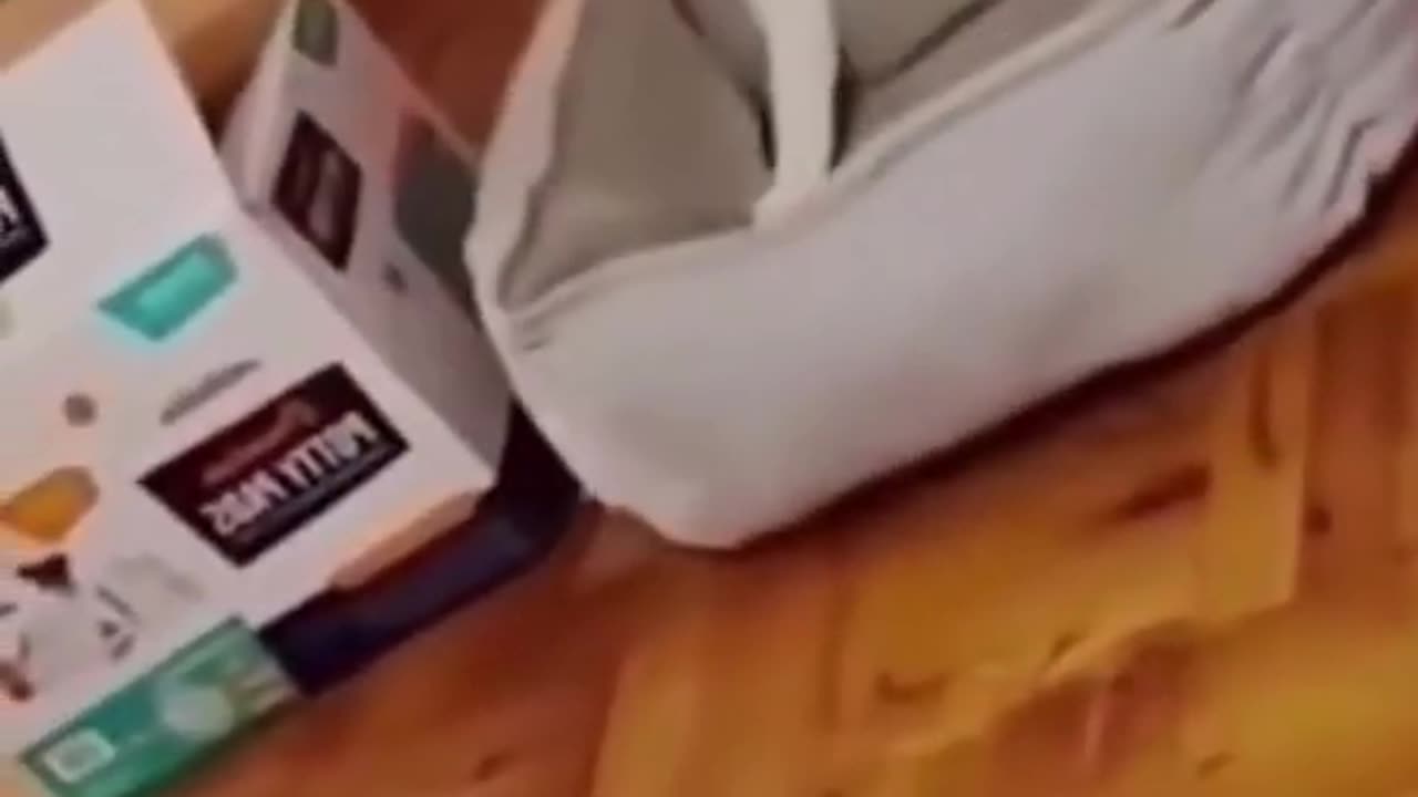 funny cat try not to laugh